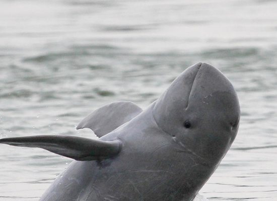 Ayeyarwaddy Dolphin