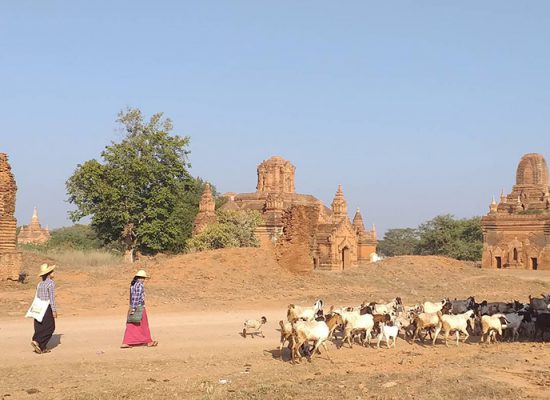 Local Community support (Goat Keeping Tour in Bagan)